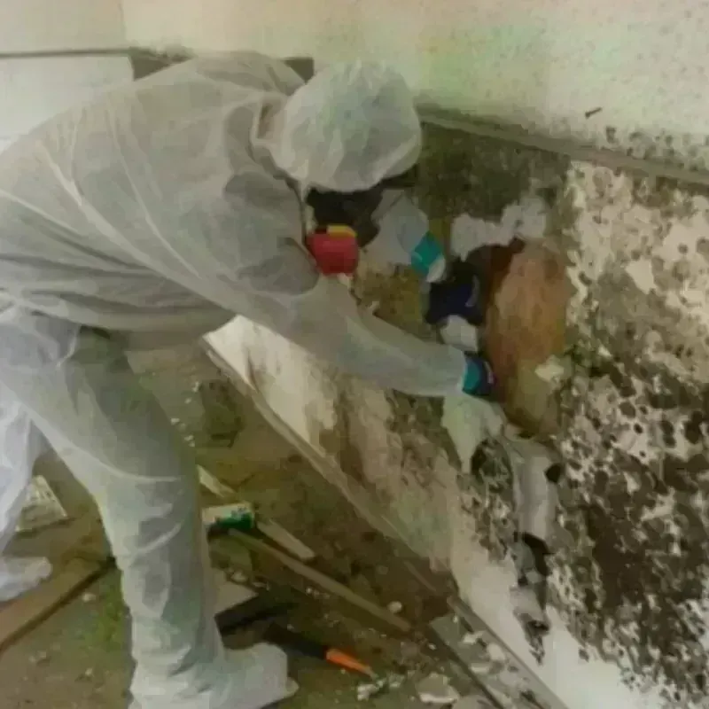 Mold Remediation and Removal in Manchester, WA